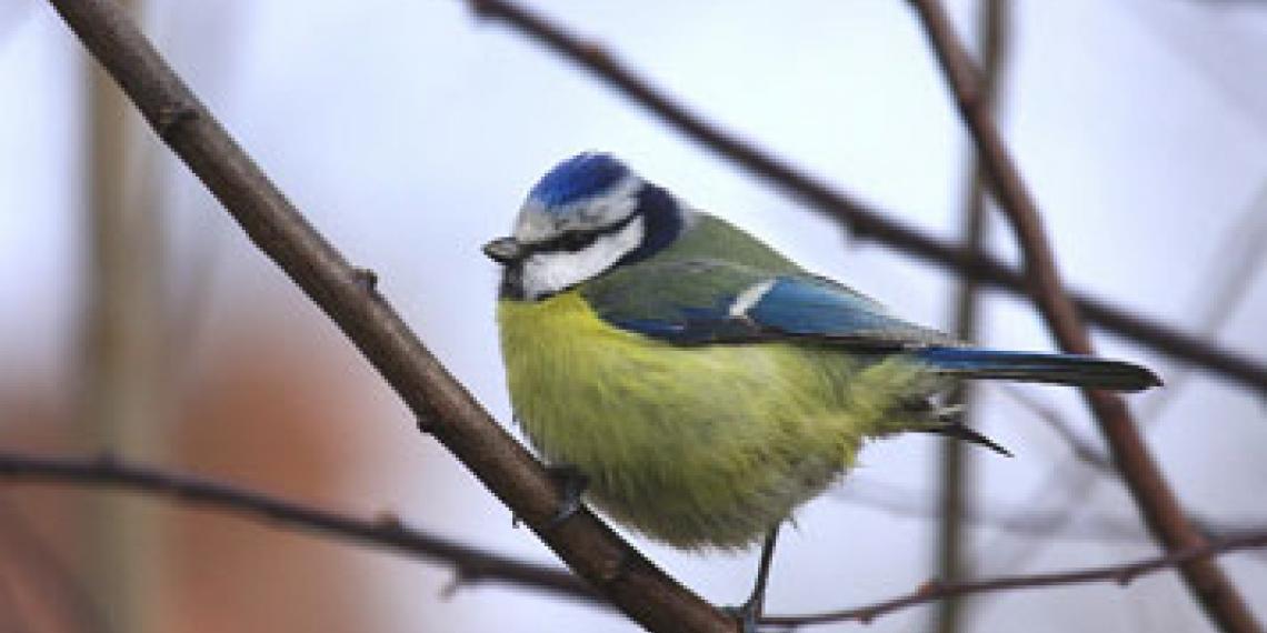 Song bird in tree