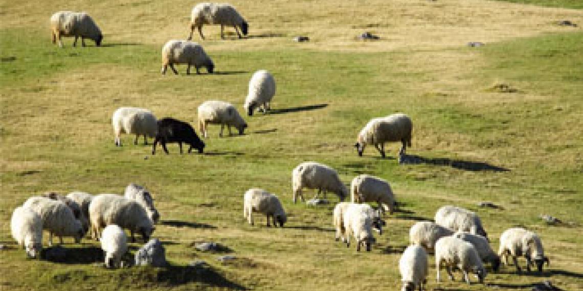 a flock of sheep in a field eating grass