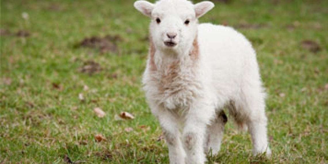 a lamb