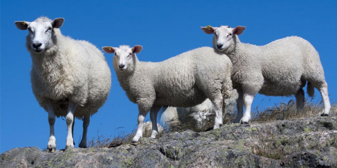 sheep on rocks